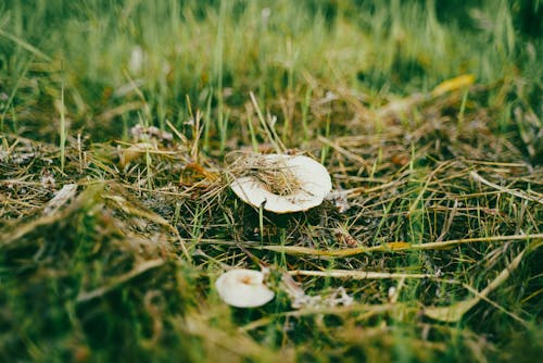Close-Up Shot of a Forest Mushroom on the Ground