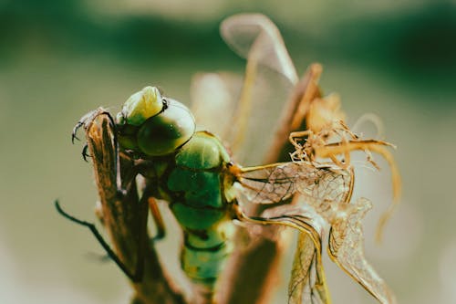 Close-Up Shot of a Dragonfly