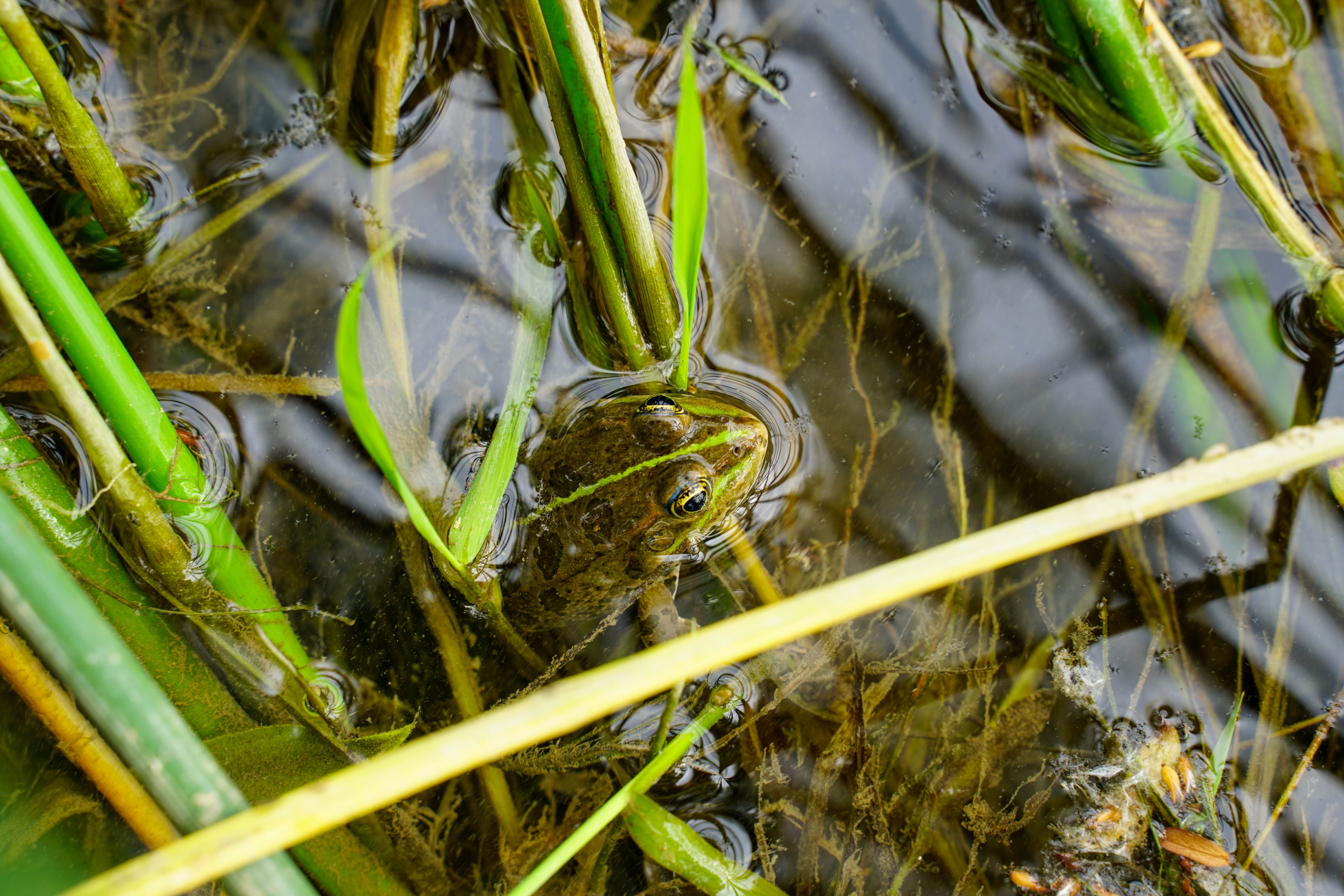 Frog in Body of Water · Free Stock Photo