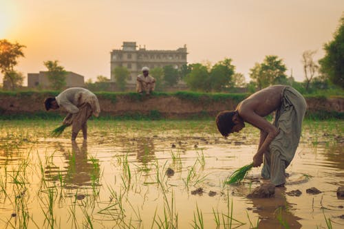 Δωρεάν στοκ φωτογραφιών με αγρόκτημα, αναποφλοίωτο ρύζι, άνδρας