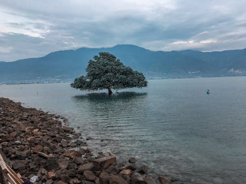 ağaç, bağbozumu, okyanus içeren Ücretsiz stok fotoğraf