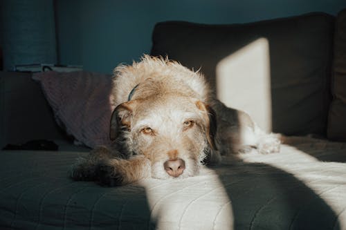 無料 ソファに横たわっている犬 写真素材