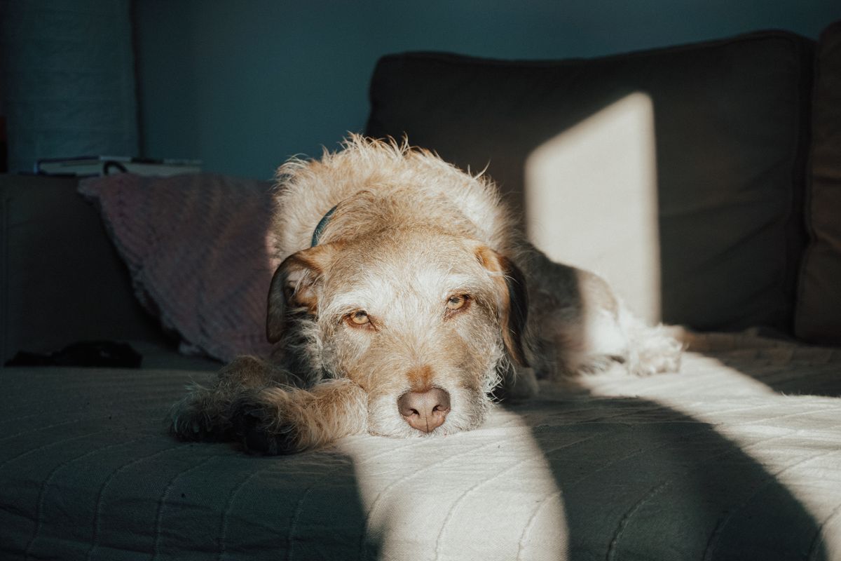 A dog rests on a bright sofa, a calm indoor scene for planning a dry senior dog sleeping area.