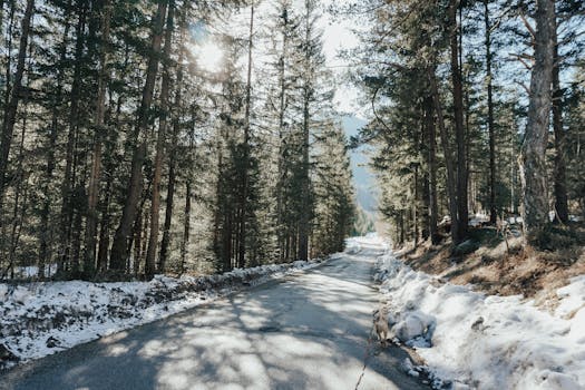 一条宁静的冬季道路蜿蜒穿过斯洛文尼亚白雪皑皑的森林，将自然美景尽收眼底