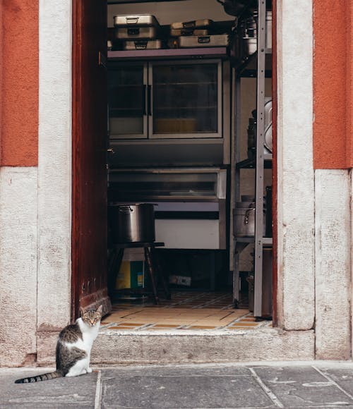 Foto stok gratis anak kucing, dapur, kehidupan kota