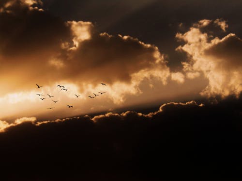 Birds Flying against a Dramatic Sky with Sun Shining behind Dark Clouds 