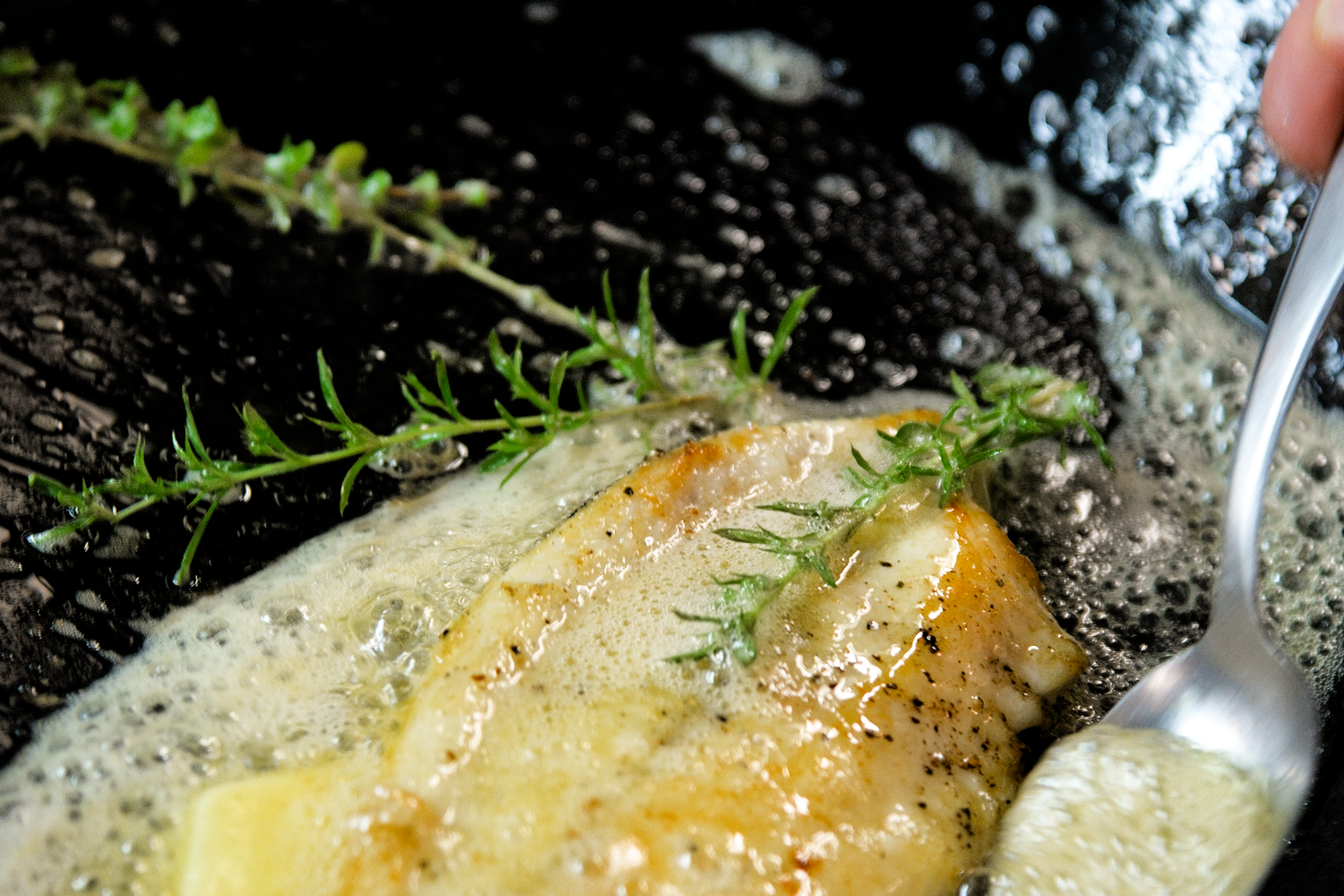 Sol Fish Tok Sole Fish Photos, Download The BEST Free Sole Fish Stock Photos & HD Images