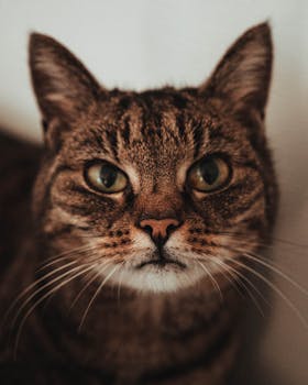 Adorable close-up of a tabby cat with expressive eyes and whiskers.