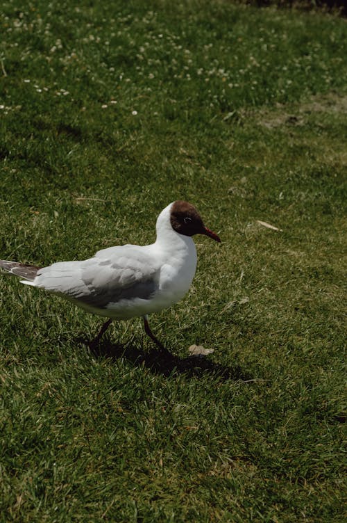 Seagull Walking on Grass