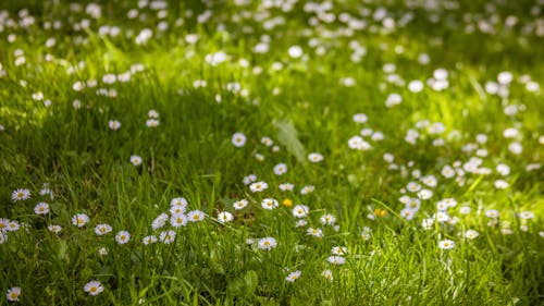 Free Daisy Flowers on Grassland Stock Photo