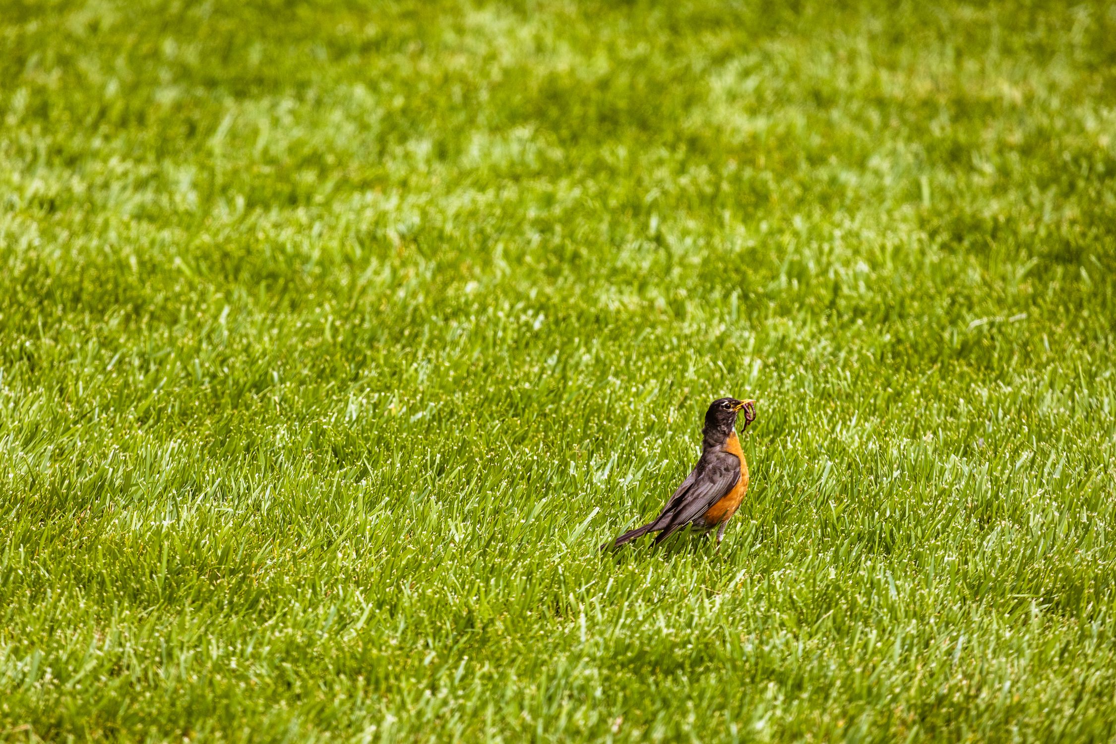 Photo of Bird on Grass · Free Stock Photo