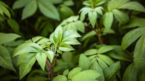 Close-Up Shot of Green Leaves