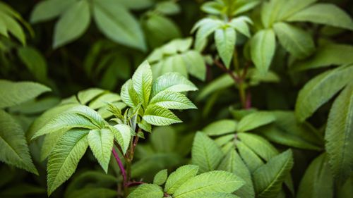 Free A detailed close-up of vibrant green leaves with soft natural light. Stock Photo