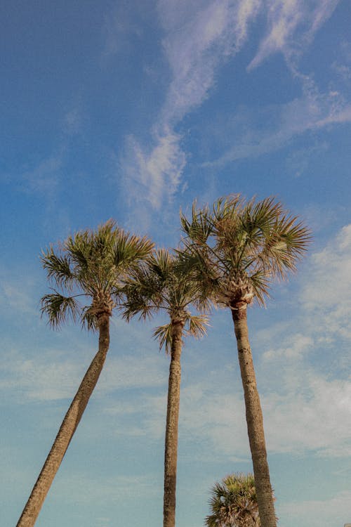 Low-Angle Shot of Sabal Palm Trees under the Sky