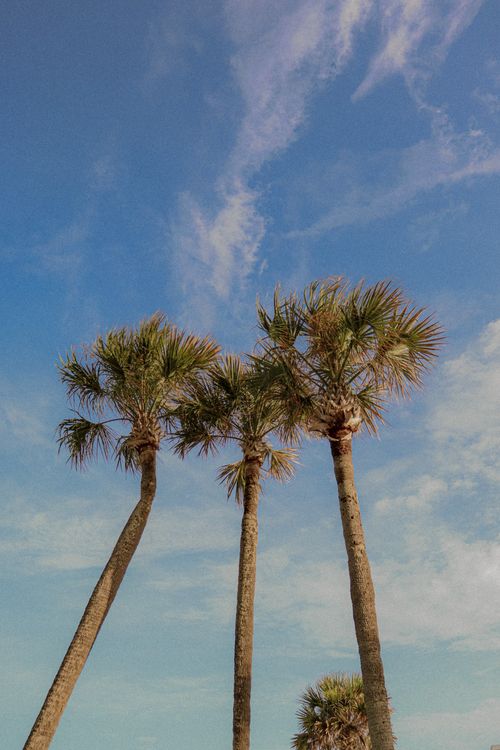 Free Low-angle view of Sabal palm trees against a bright blue sky, captured in Florida, USA. Stock Photo