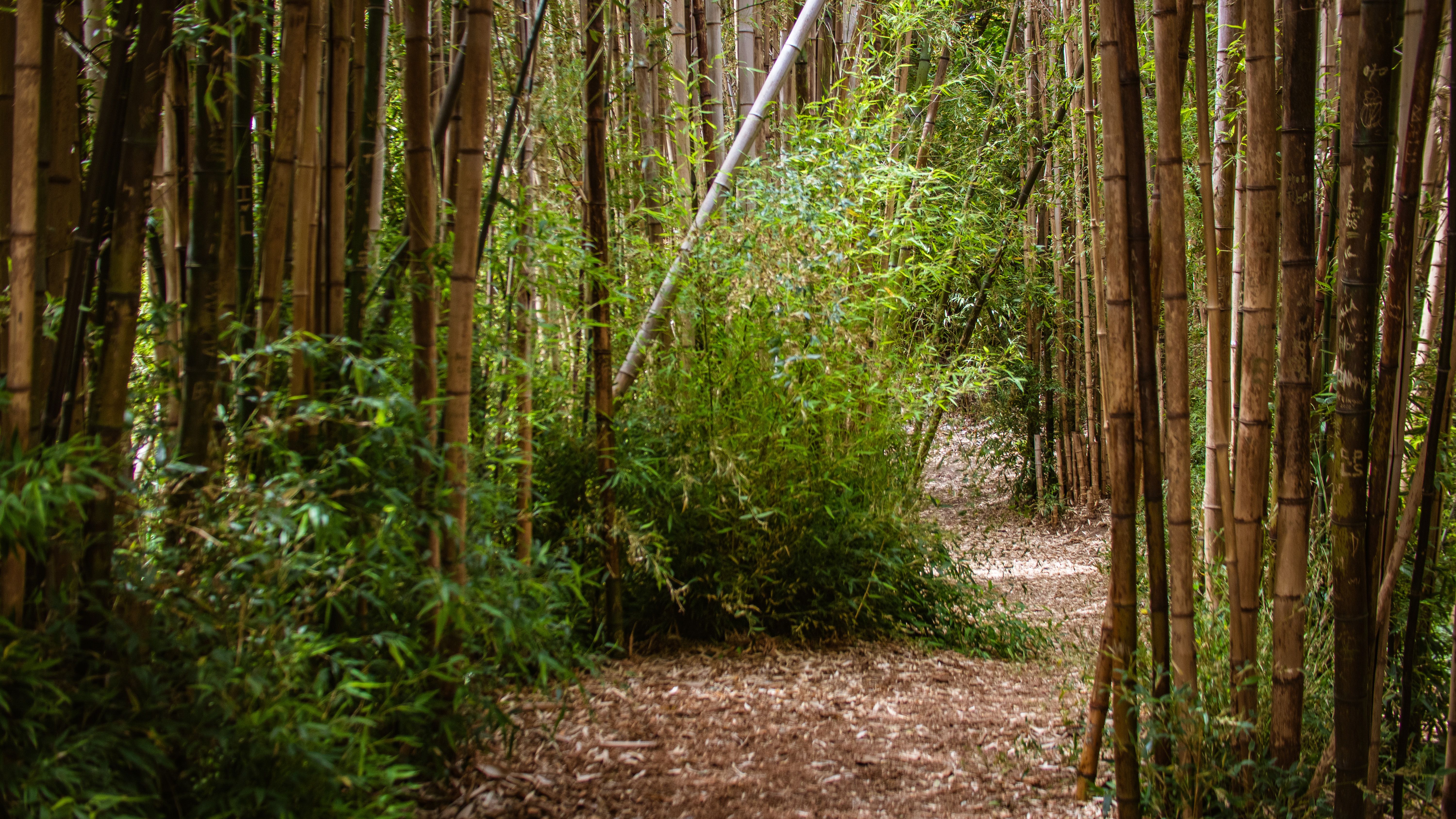 Bamboo forest path with sunlight filtering through