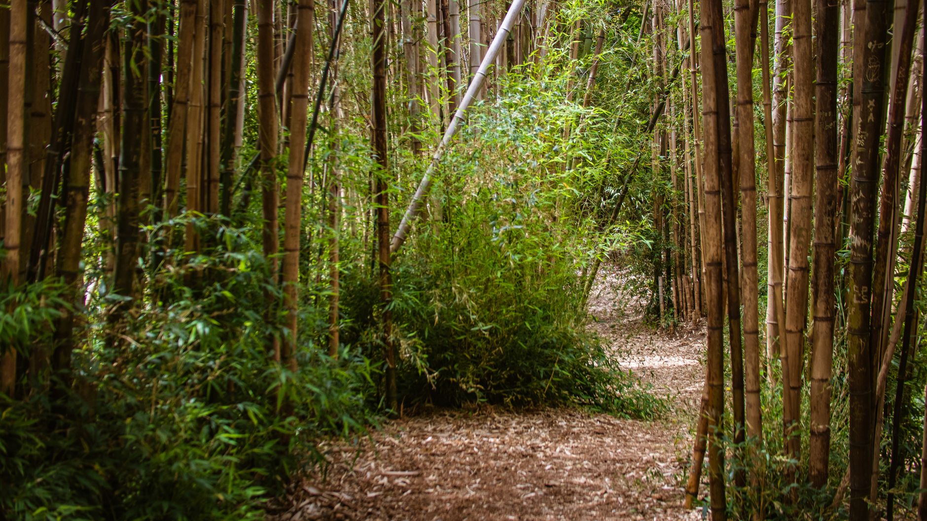 bambouseraie réussie sans erreurs de plantation