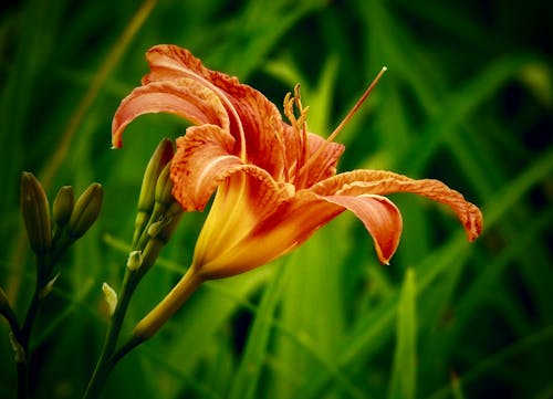 Close-Up Shot of a Blooming Tiger Lily Flower
