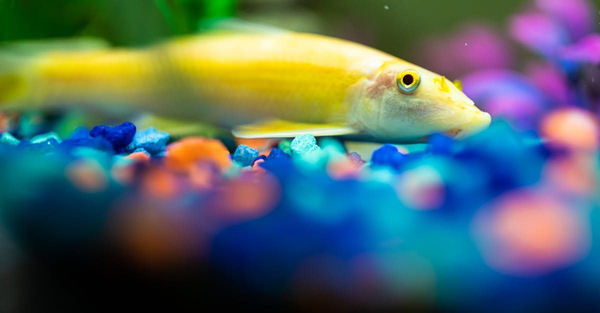 Les plus belles espèces de poissons décoratifs pour l'aquarium
