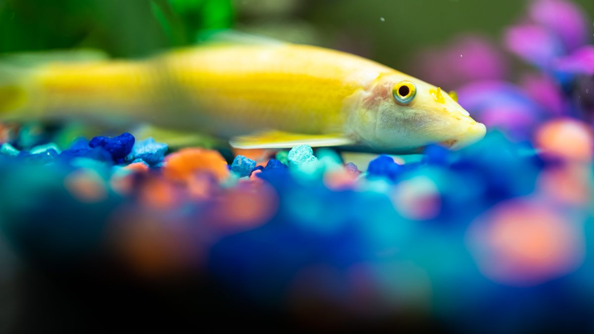 Yellow sucker-mouth pleco-type fish resting in a freshwater aquarium