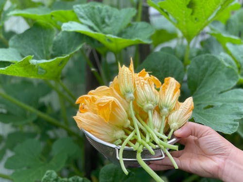 Hand Holding Zucchini Flowers in the Bowl 