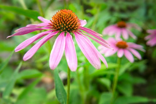 Free stock photo of blooming, blossom, coneflower