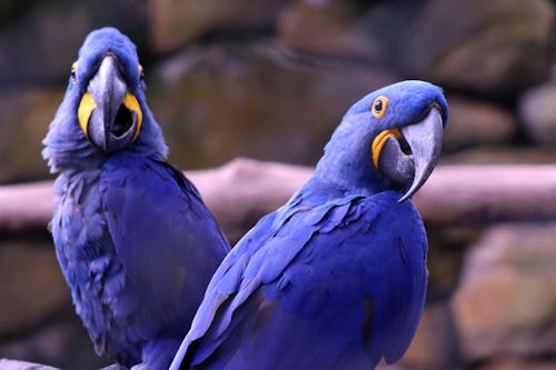 Kostnadsfria Kostnadsfri bild av fågelfotografering, fåglar, hyacint macaw Stock foto