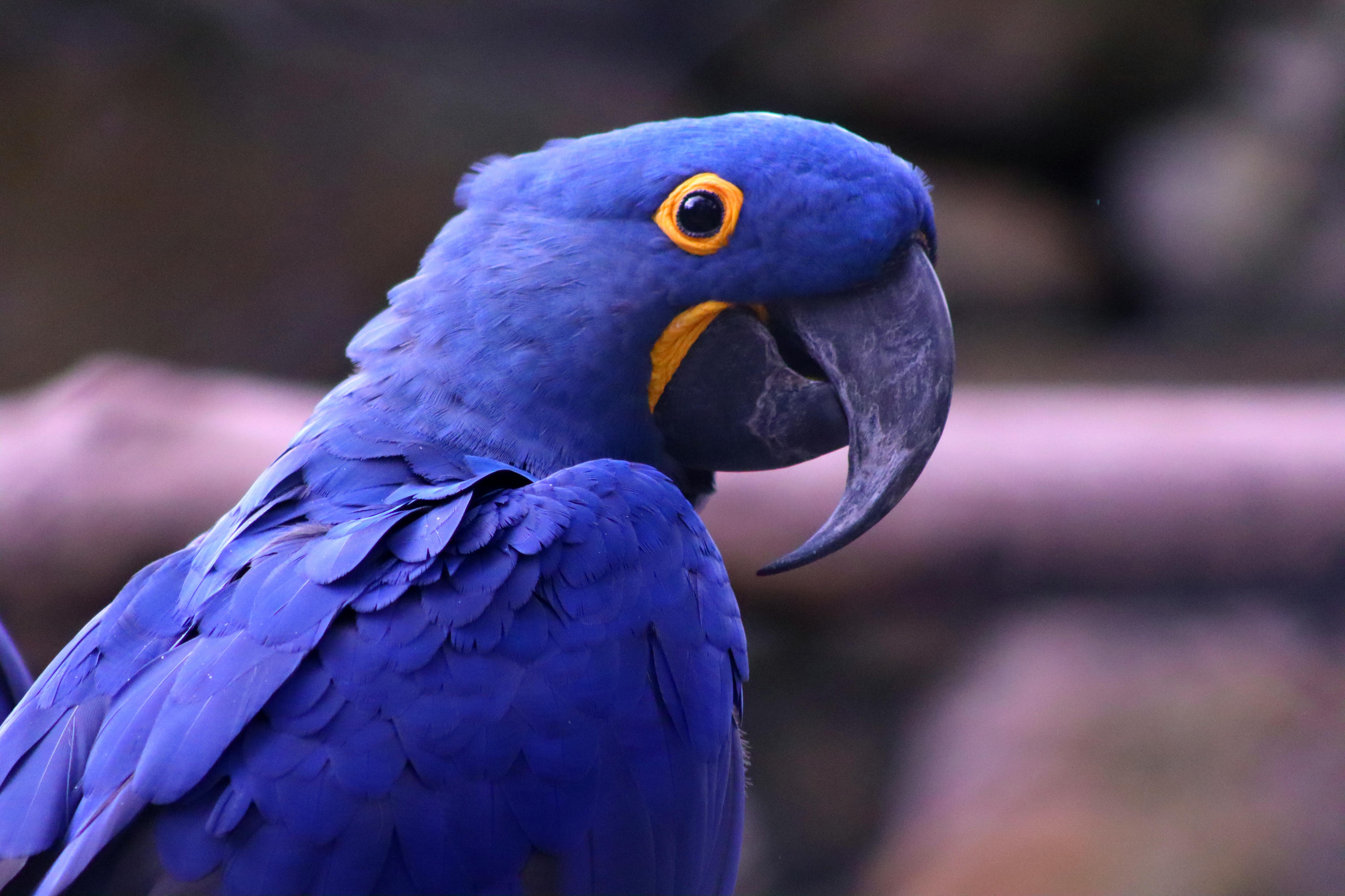 Wallpaper Beak, Birds, Parrots, Hyacinth Macaw, Macaw, Background -  Download Free Image