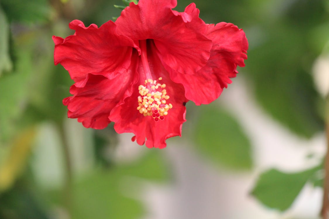 ハイビスカス 花の無料の写真素材 ハイビスカス 花の無料の写真素材