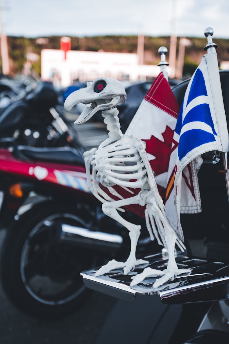 Close-up Of A Bird Skeleton On Motorcycle 