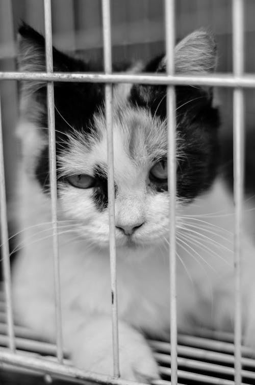 Free black and white cat Stock Photo
