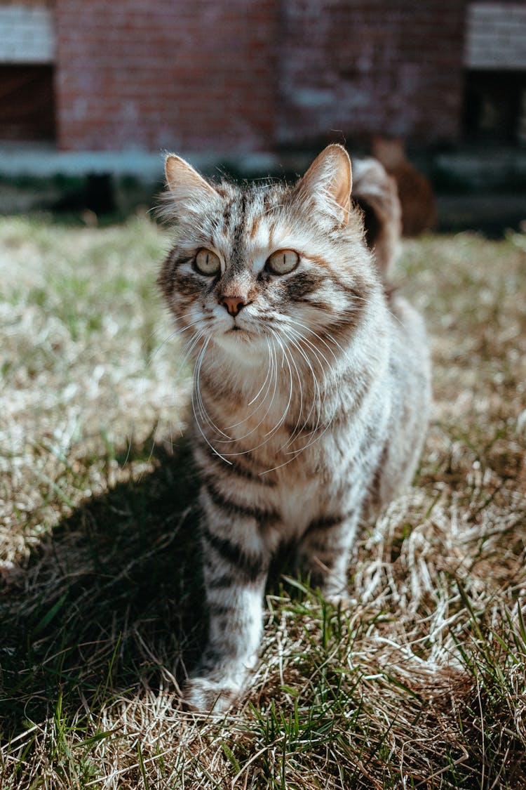 Tabby Cat Walking On Grass