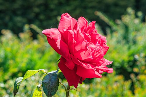 Free rote Rose Stock Photo