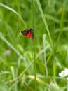 Cinnabar Images