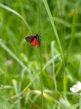 cinnabar vermilion red mineral