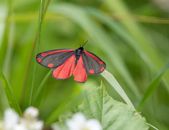 Cinnabar Images