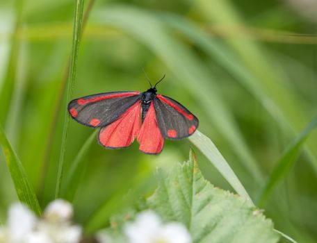 Close-Up Shot of a Cinnabar Moth