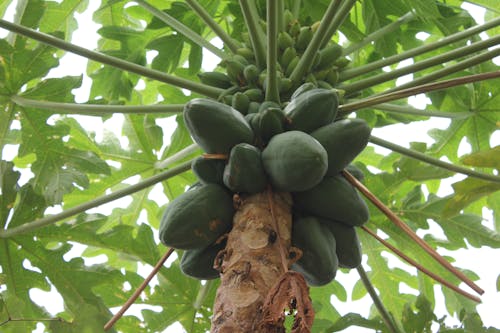Gratis lagerfoto af papaya, papaya frugt, papaya træ