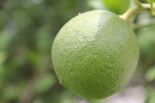 Gratis lagerfoto af appelsin, swee lime