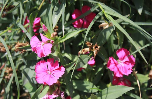Gratis lagerfoto af lyserød blomst, sæsonblomst