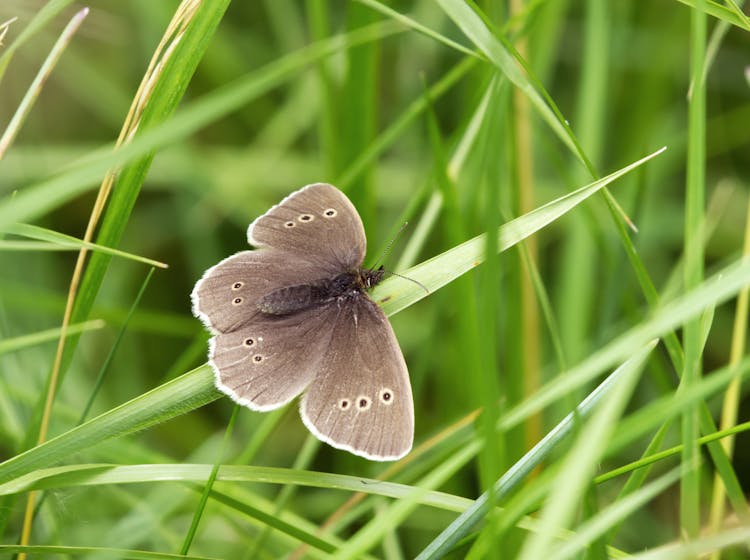 Ringlet Butterfly