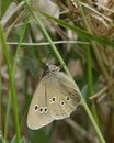 Ringlet Butterfly