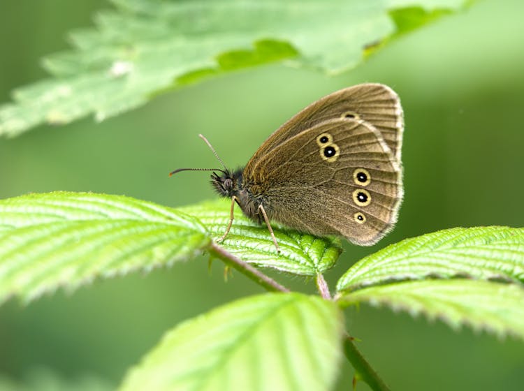 Ringlet Butterfly