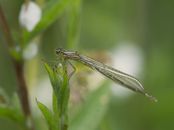 damselfly