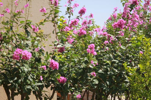 Gratis lagerfoto af blomst, blomster lilla