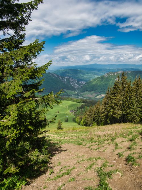 Free Stunning mountain landscape with dense pine forests under a vibrant blue sky. Stock Photo