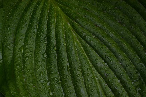 De franc Foto d'estoc gratuïta de exuberant, fulla verda, gotes de pluja Foto d'estoc