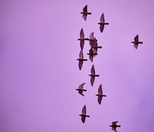 Flock of birds in Flight
