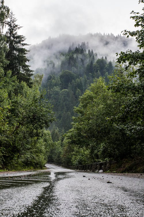 Free Trees Near Road Stock Photo