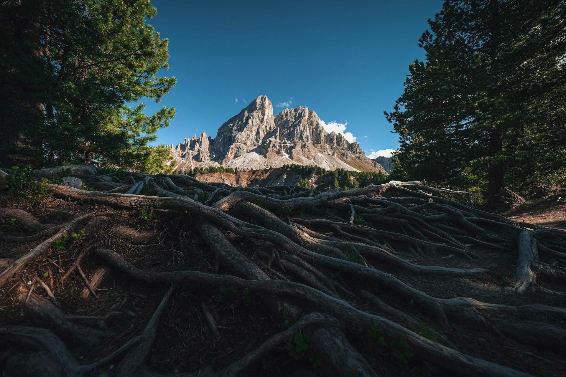 Breathtaking view of a mountain framed by lush trees and intricate roots under a clear sky.